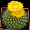 Parodia_saint_pieana